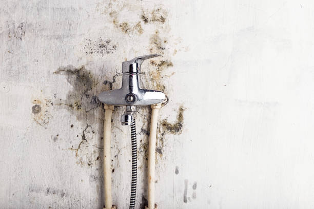 Best Emergency Mold Remediation in Falls Church, VA