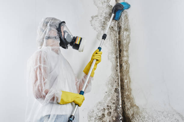 Best Mold Remediation for Schools in Falls Church, VA