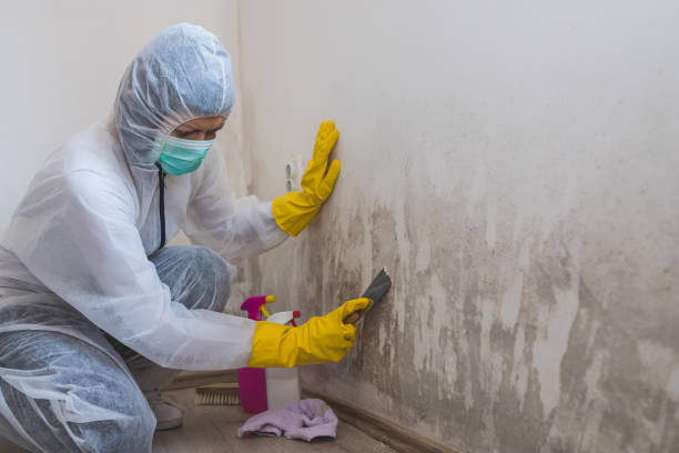Best Black Mold Remediation in Falls Church, VA