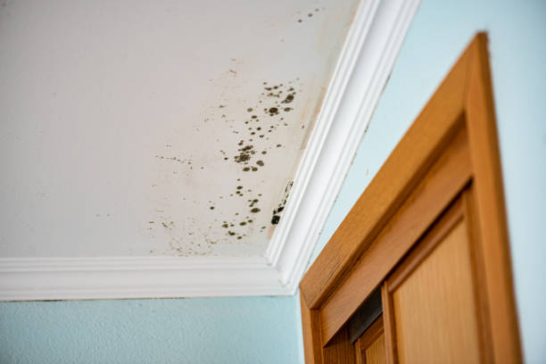  Falls Church, VA Mold Removal Pros