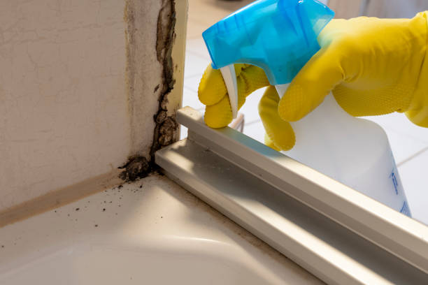 Best Kitchen Mold Remediation in Falls Church, VA