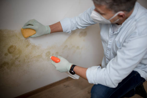 Best Mold Testing and Inspection Services in Falls Church, VA