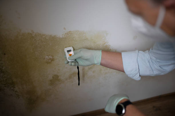 Best Preventive Mold Services in Falls Church, VA