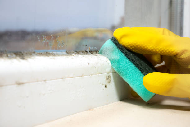 Best White Mold Remediation in Falls Church, VA