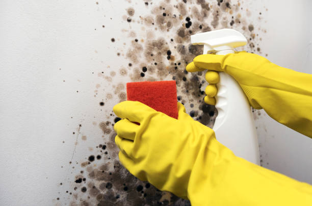 Best DIY Mold Remediation Support Services in Falls Church, VA