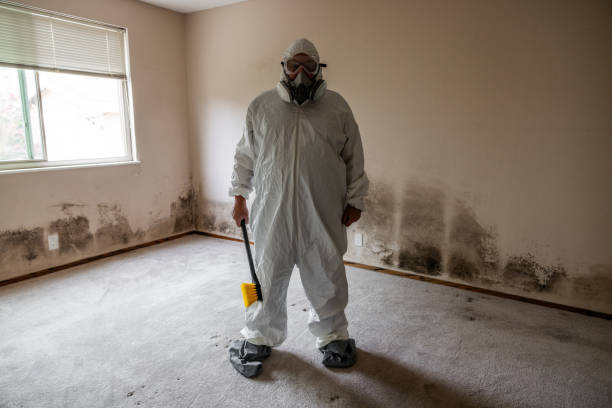 Best Residential Mold Remediation in Falls Church, VA