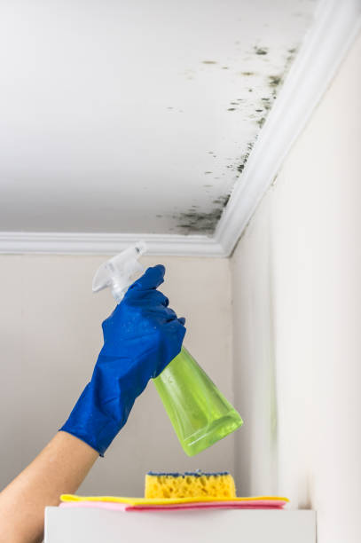 Best HVAC Mold Remediation in Falls Church, VA